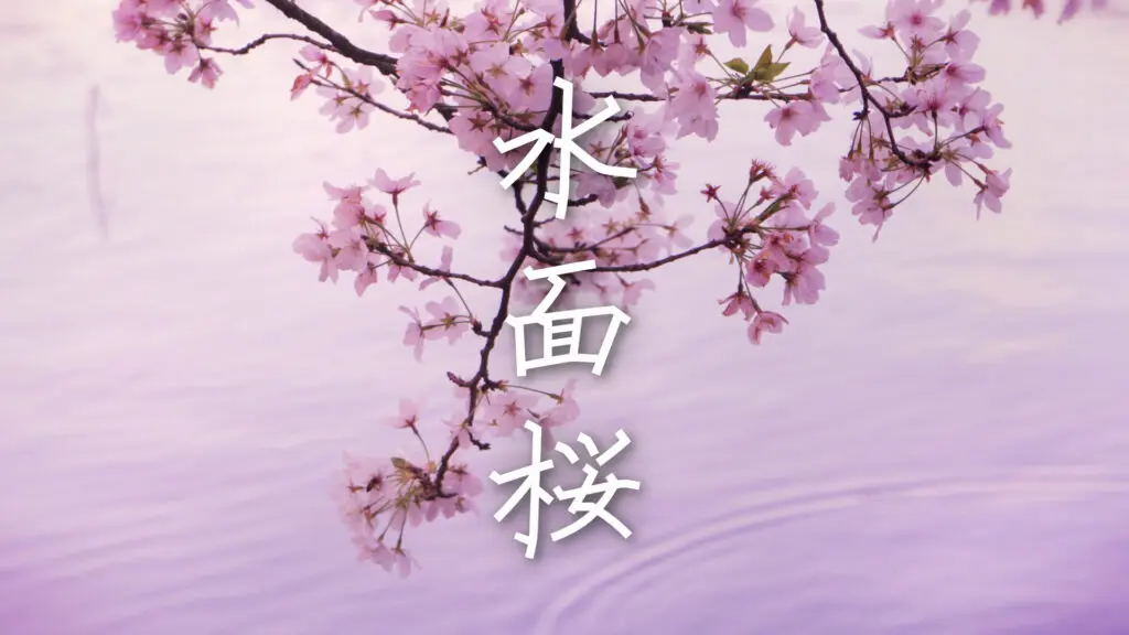 和風/美しい「水面桜」